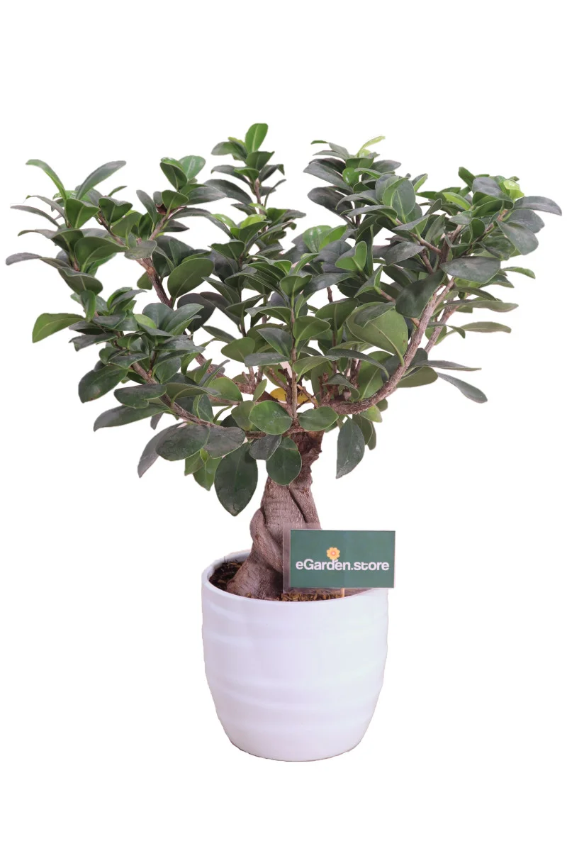 Bonsai Ficus Ginseng 250 gr - Vivaio Online eGarden