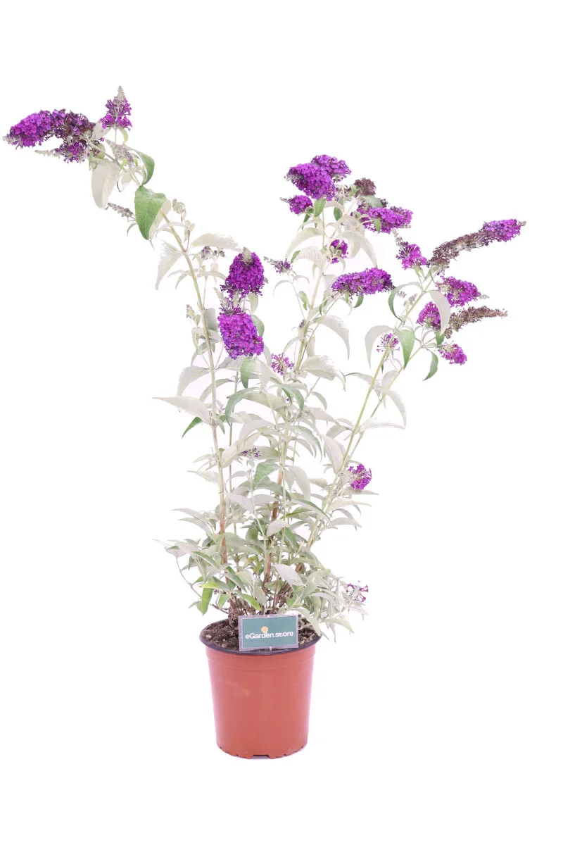 Buddleja Davidii Purple - Albero delle farfalle - Vivaio eGarden