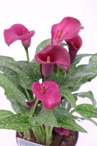 Calla Porpora - Zantedeschia aethiopica