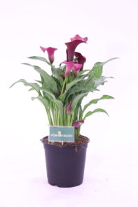 calla porpora online