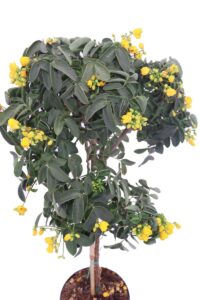 cassia corymbosa alberello online