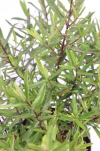 hebe salicifolia v17 egarden.store 2 Hebe Salicifolia