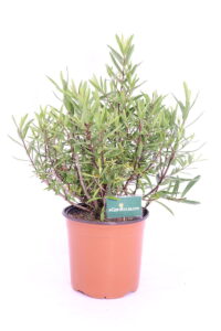 hebe salicifolia v17 egarden.store Hebe Salicifolia