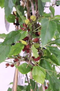 Gelso Nero - Mojo Berry