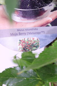Gelso Nero - Mojo Berry