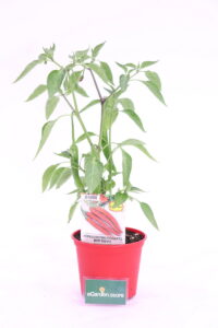 Peperoncino Red Devil