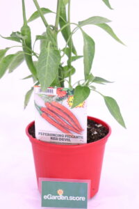 Peperoncino red devil