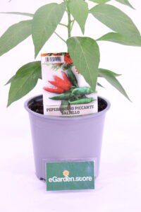 Peperoncino Saltillo