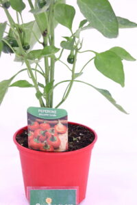 Peperoncino Piccante Tondo