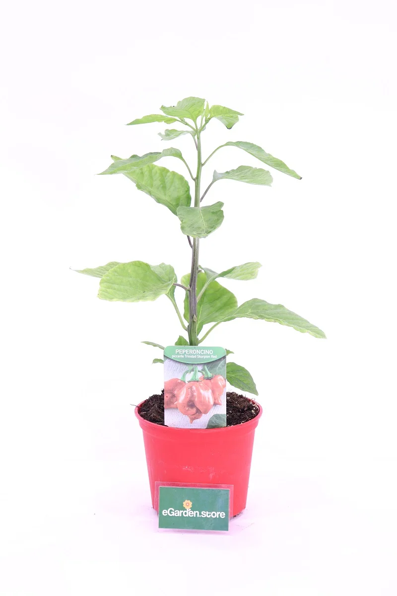Pianta Di Peperoncino Trinidad Scorpion - Vaso 14 Cm, Pronta Per Trapianto, Made In Italy - Foto 12