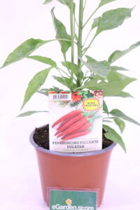 Peperoncino Yucatan