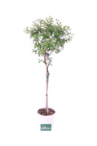 prunus incisa online