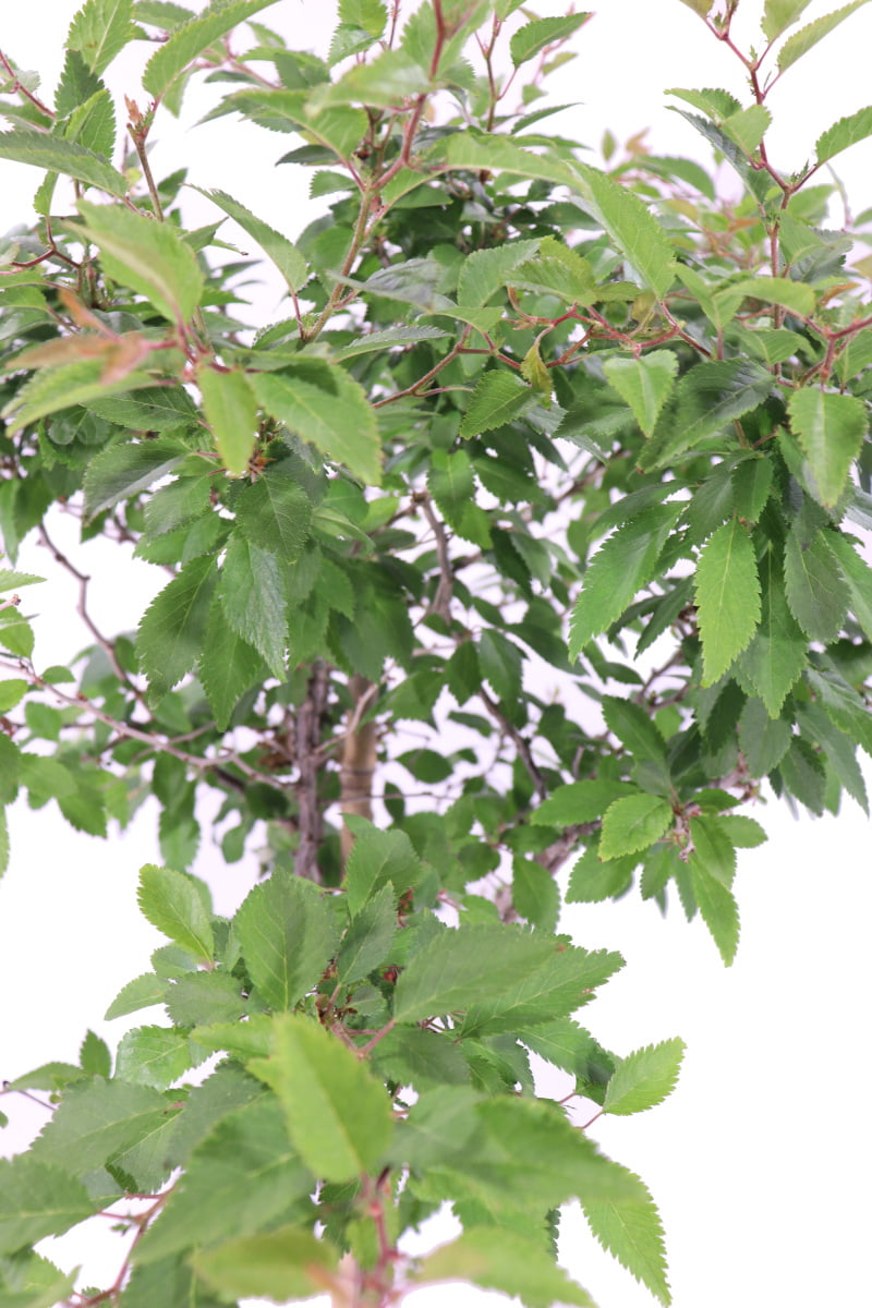 Prunus Incisa alberello - Kojo-no-mai