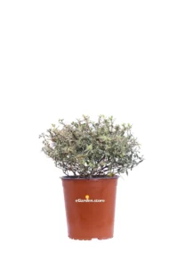 Abelia Grandiflora Confetti v19 egarden.store online