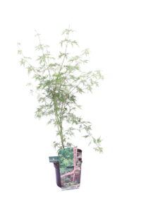 Acero palmato seiryu online