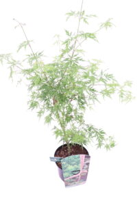 Acero Palmato - Acer Palmatum Seiryu