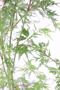 Acero Palmato - Acer Palmatum Seiryu