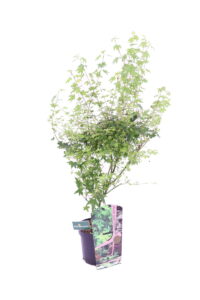 Acero palmato online