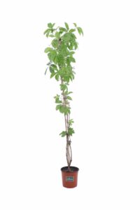 Ampelopsis Quinquefolia v18 egarden.store online
