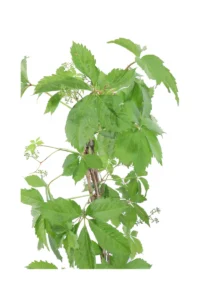 Ampelopsis Quinquefolia v18 egarden.store online