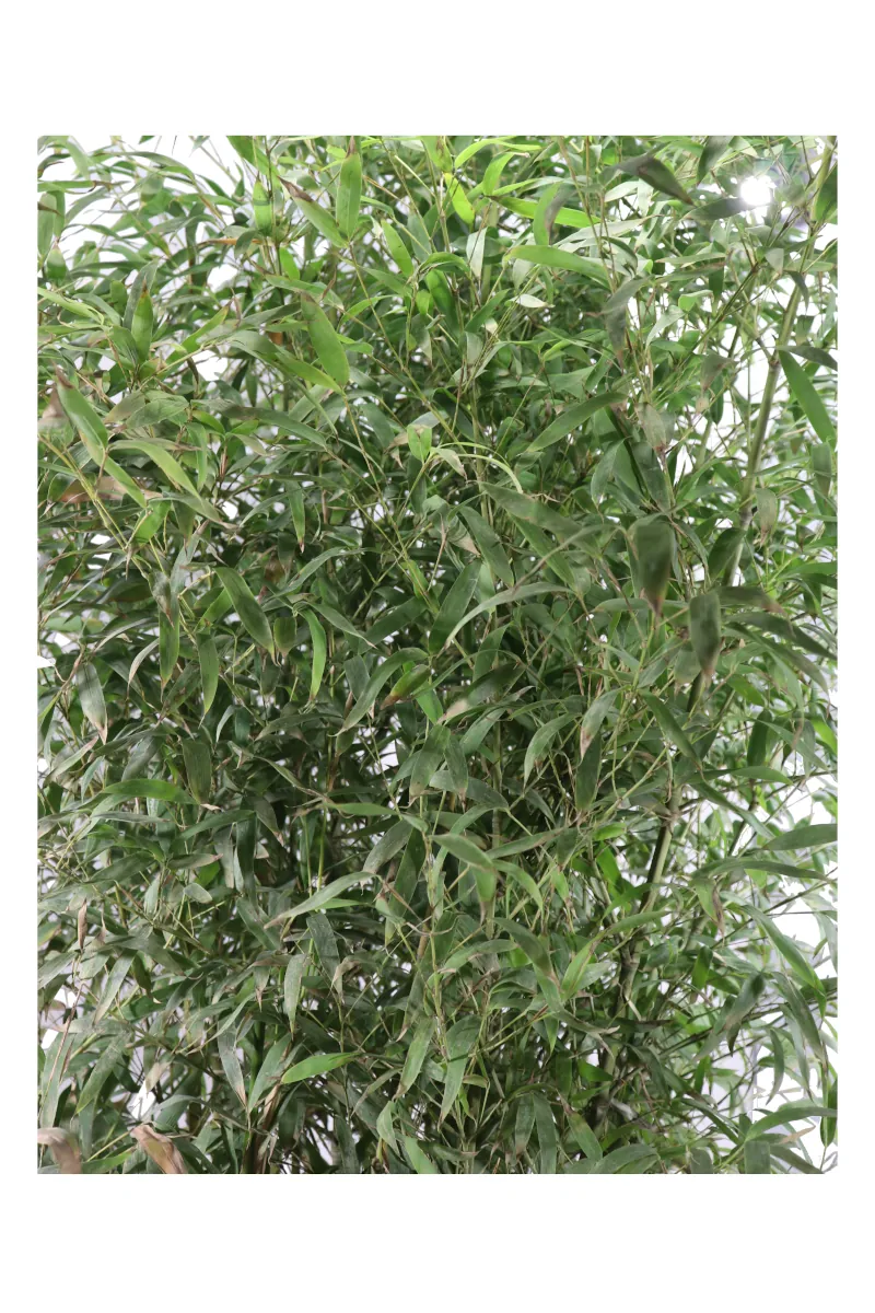 Bamboo Dorato - Phyllostachys Aurea v.30 egarden.store online