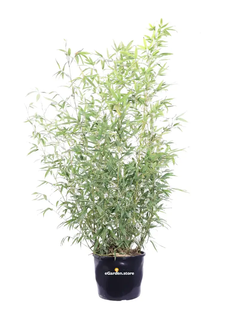 Bamboo Dorato - Phyllostachys Aurea v24 egarden.store online