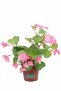 Begonia Semperflorens Rosa v14 egarden.store online