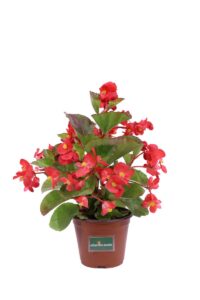 Begonia Semperflorens Rossa v14 egarden.store online