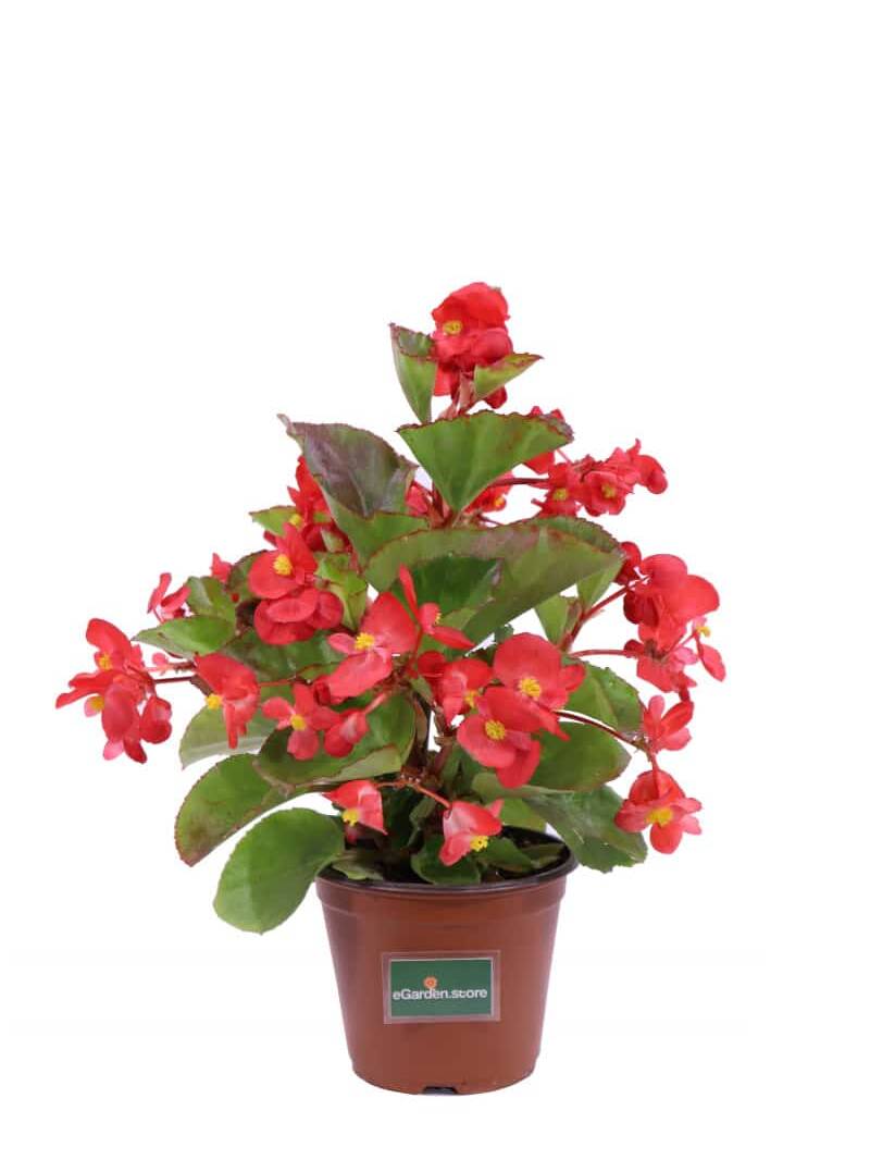 Begonia Semperflorens Rossa v14 egarden.store online