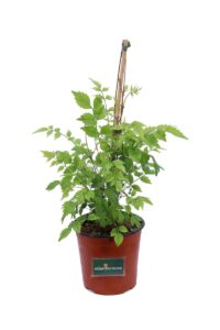 Bignonia Madame Galen v16 egarden.store online