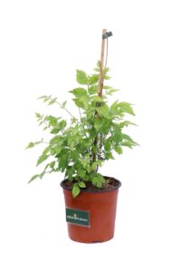 Bignonia Madame Galen v16 egarden.store online