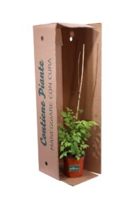 Bignonia Madame Galen