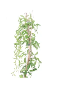 Bignonia Unguis Cati v16 egarden.store online