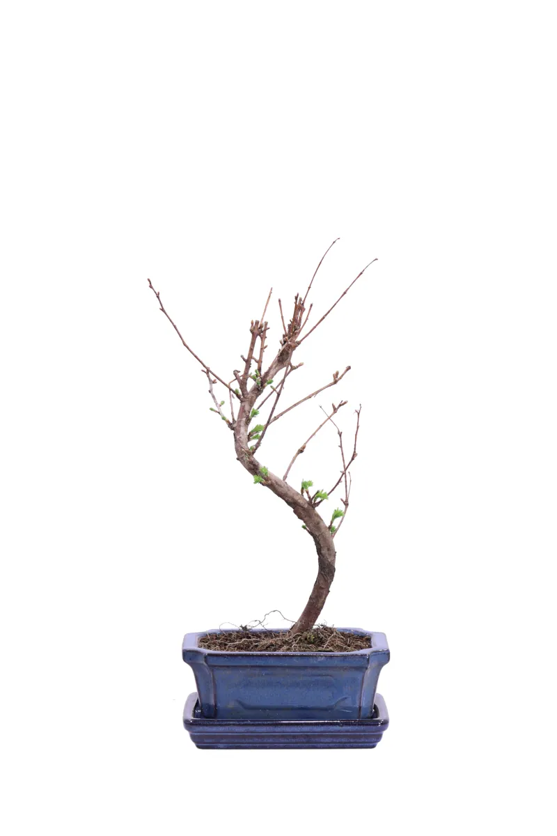 Bonsai Metasequoia