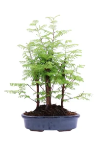 Bonsai Metasequoia v17 egarden.store online