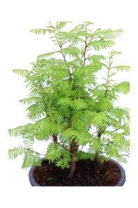 Bonsai Metasequoia v17 egarden.store online