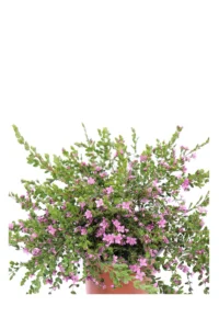 Boronia Crenulata v16 egarden.store online