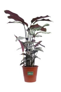 Calathea Majestica Whitestar v30 egarden.store online