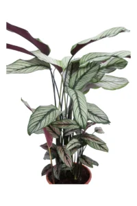 Calathea Majestica Whitestar v30 egarden.store online