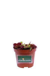 Dionaea Muscipula v9 egarden.store 1 Dionaea Muscipula v9 egarden.store online
