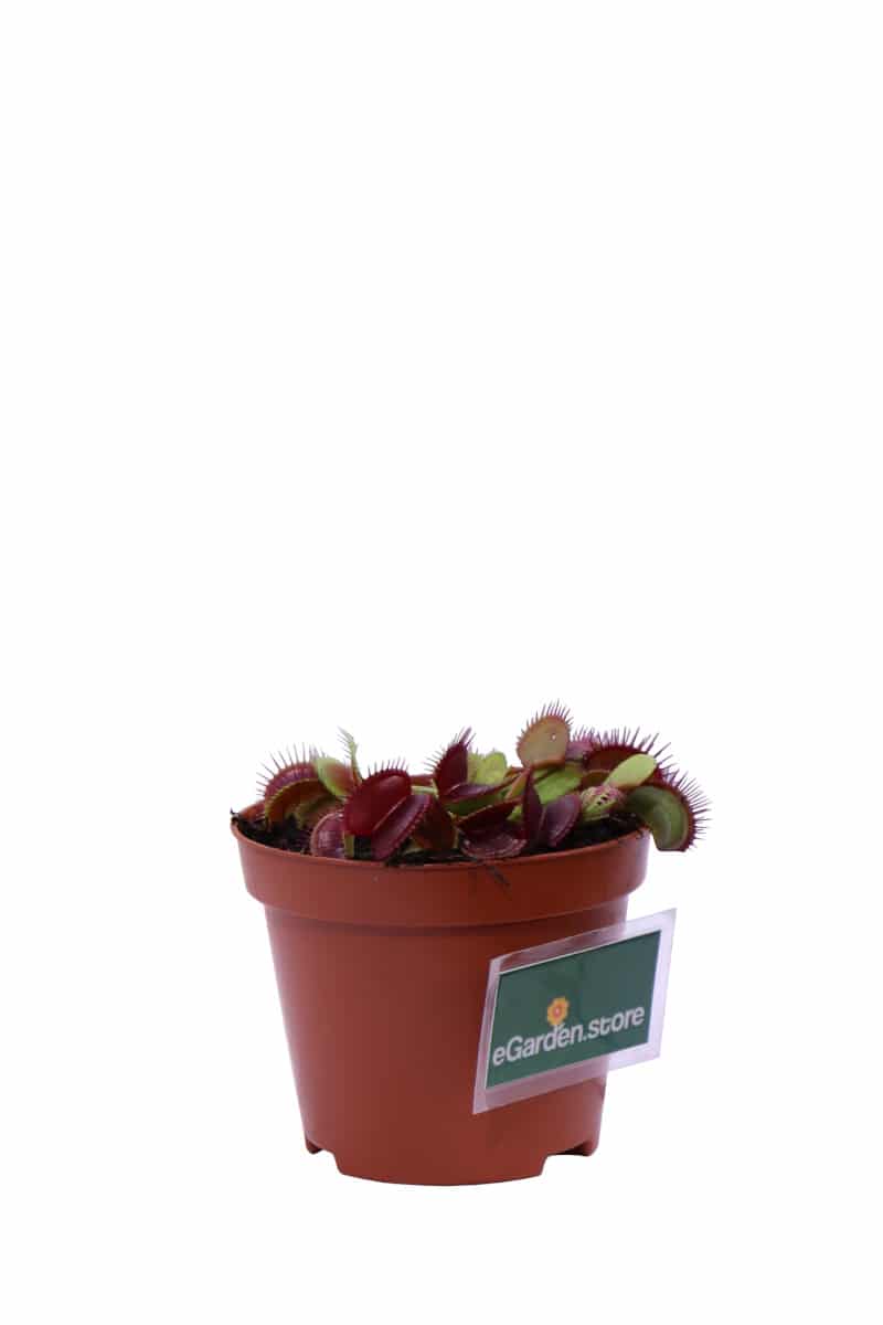 Dionaea Muscipula v9 egarden.store online