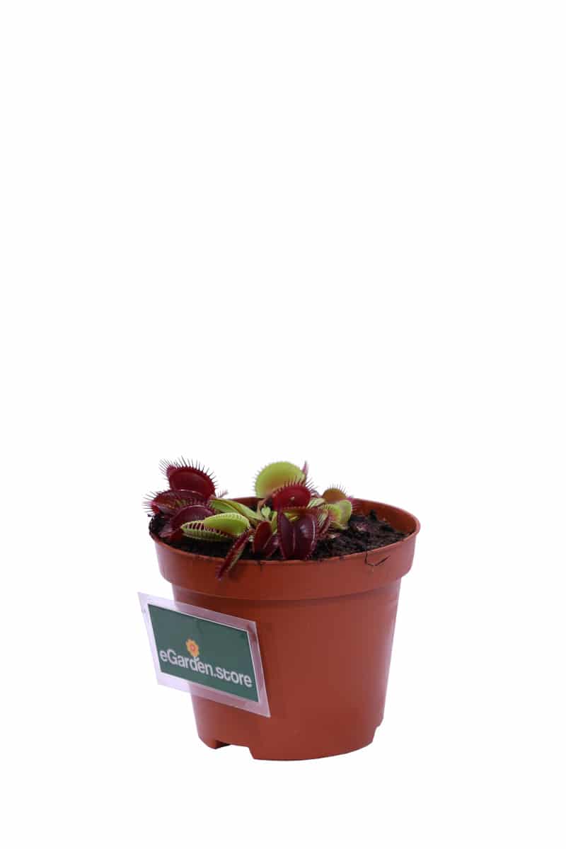 Dionaea Muscipula v9 egarden.store online