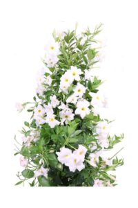Dipladenia Sanderi Extra Bianca v30 egarden.store online