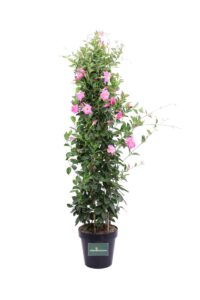 Dipladenia Sanderi Extra Rosa v30 egarden.store online