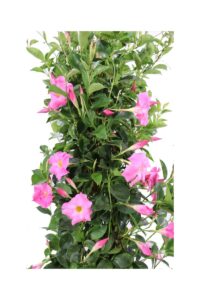 Dipladenia Sanderi Extra Rosa v30 egarden.store online
