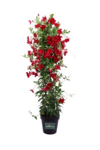 Dipladenia Sanderi Extra Rossa v30 egarden.store online