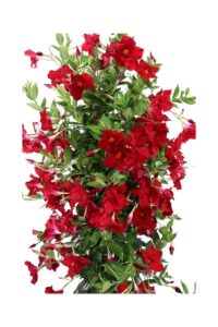 Dipladenia Sanderi Extra Rossa v30 egarden.store online