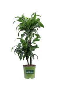 Dracena Dorado v17 egarden.store online