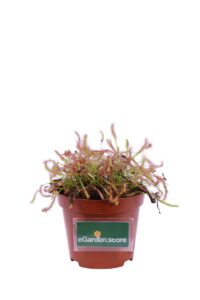Drosera Capensis v9 egarden.store 1 Drosera Capensis v9 egarden.store online