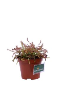Drosera Capensis v9 egarden.store 2 Drosera Capensis v9 egarden.store online